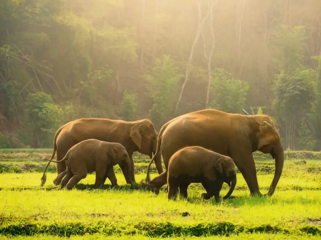 Private cab trips along Kerala coast