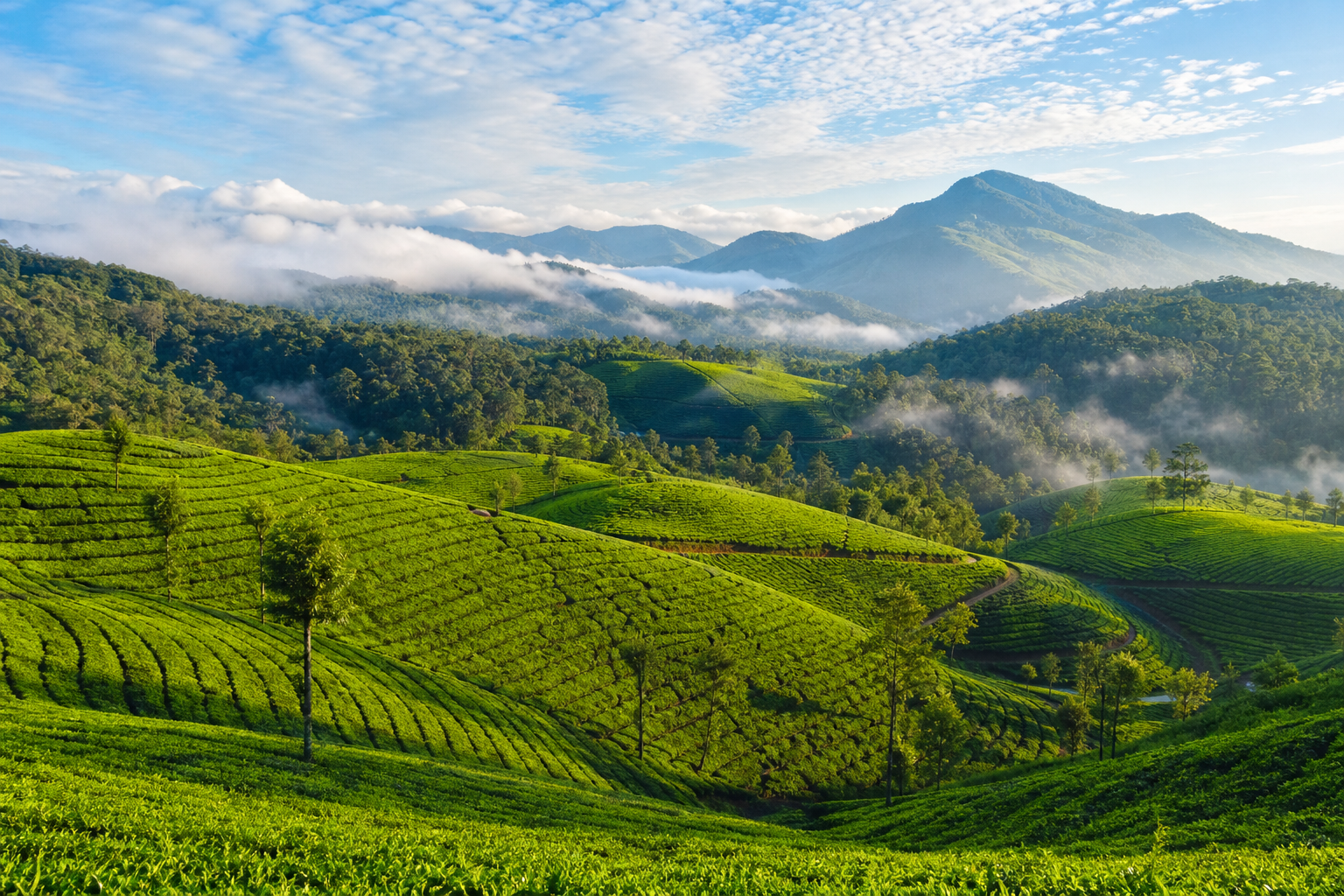 Rolling tea hills in Munnar
